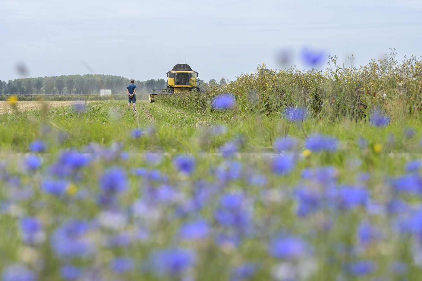 Van Pallandt polder Middelharnis